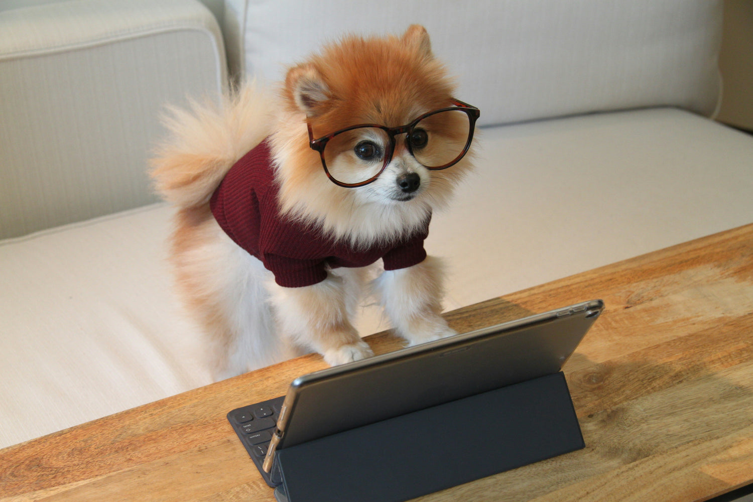 Small fluffy dog wearing glasses and sweater using a tablet on a wooden table – smart pet tech in action