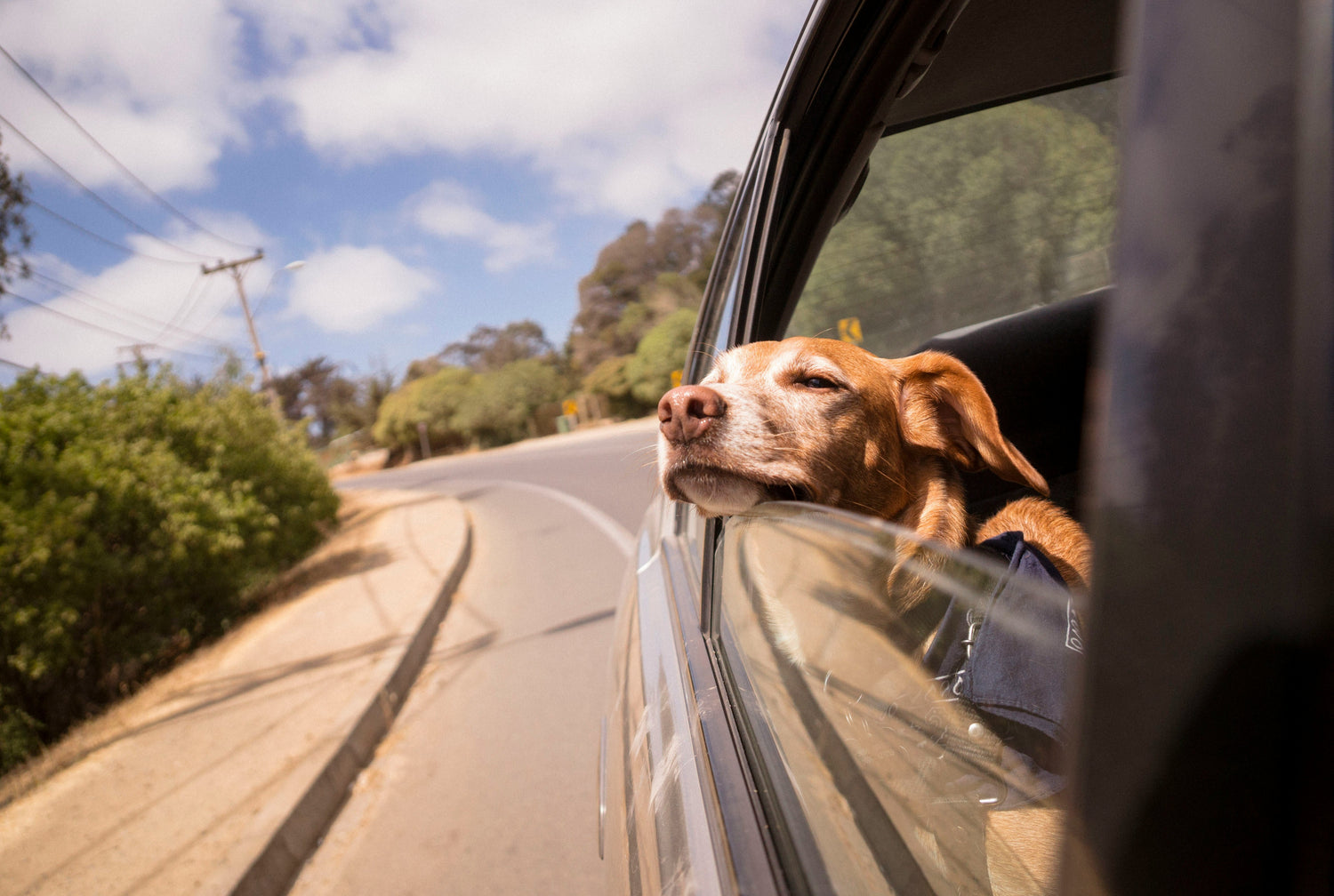 Dog enjoying a car ride with head out the window — symbolising freedom, comfort, and adventure with premium pet travel gear from Pawz Off