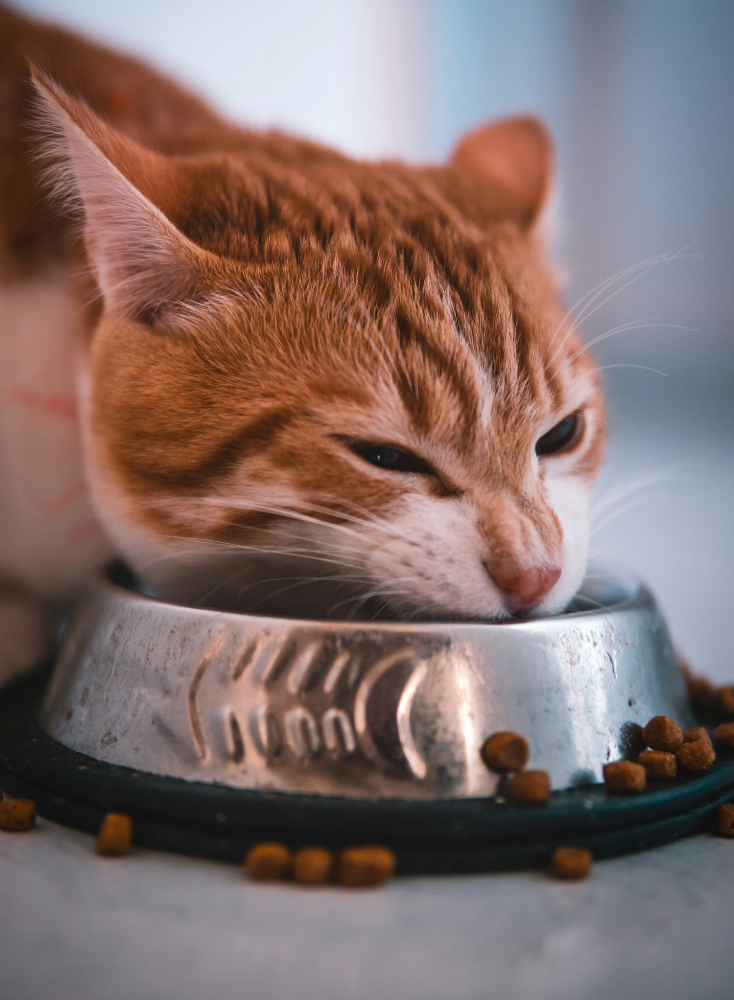 cat-eating-from-bowl-feeding-hydration-pawz-off