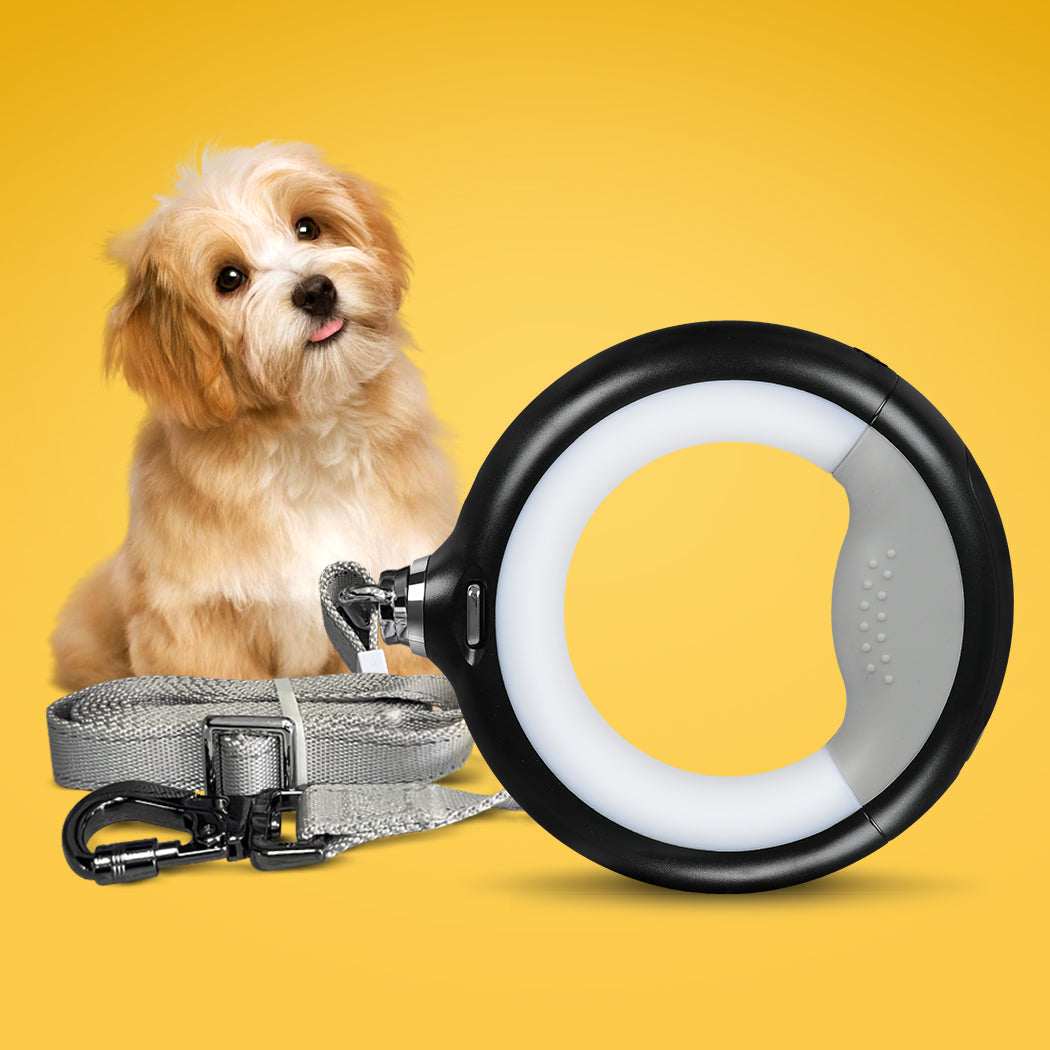 Dog sitting next to PaWz GlowLead LED dog leash in black – rechargeable, light-up leash for night walks