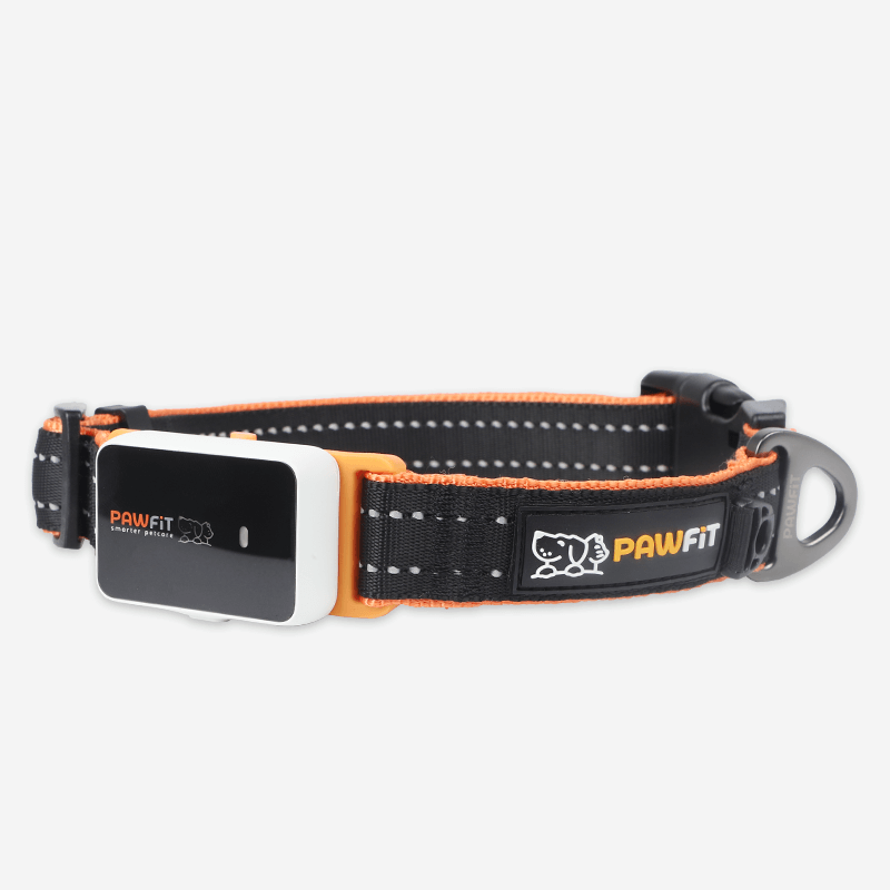 PawFit 3 Collar close-up with attached PawFit 3 Tracker