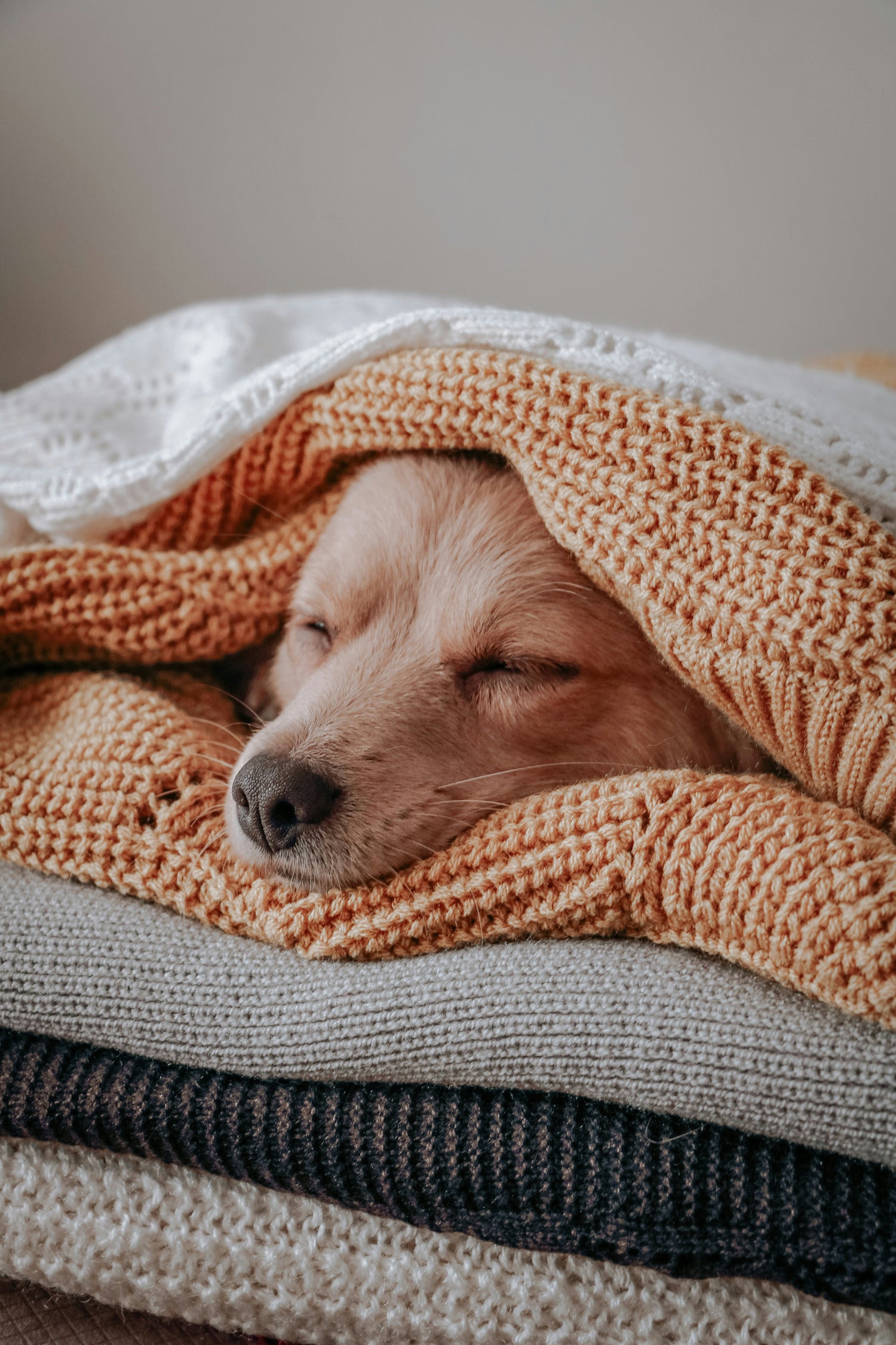 Small dog sleeping in cosy winter blankets