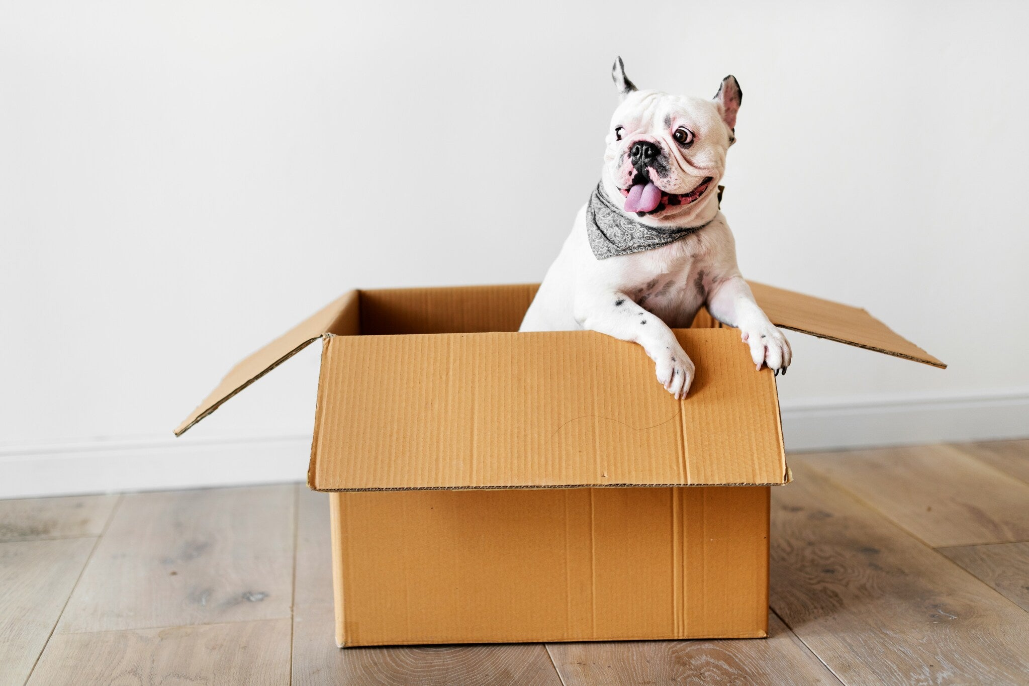Happy French Bulldog sitting in shipping box – fast Aussie pet delivery from Pawz Off