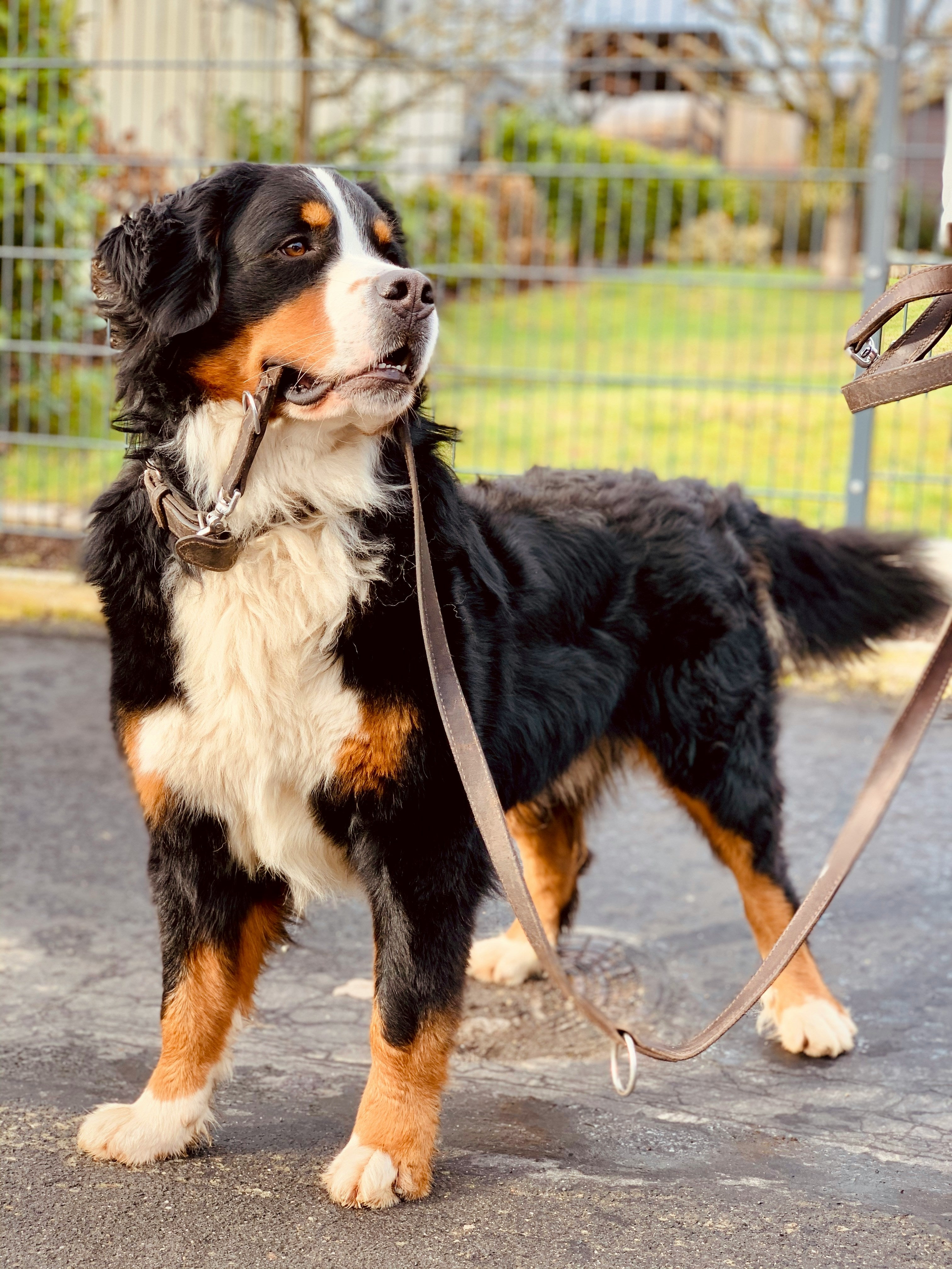 Bernese mountain dog confidently standing with lead – Pawz Off adventure-ready harness & outdoor gear