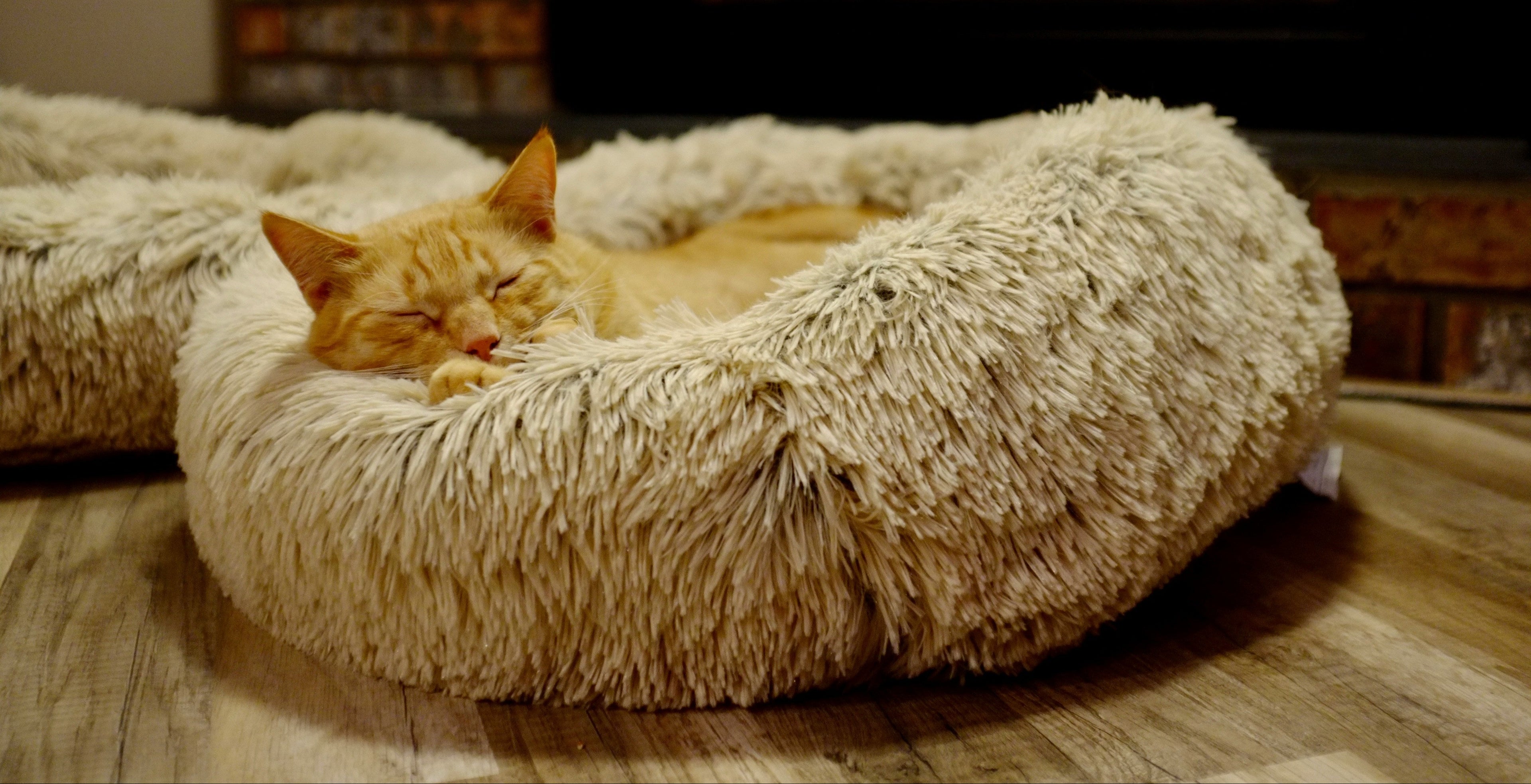 Sleeping orange cat curled up in fluffy pet bed – calming comfort from Pawz Off