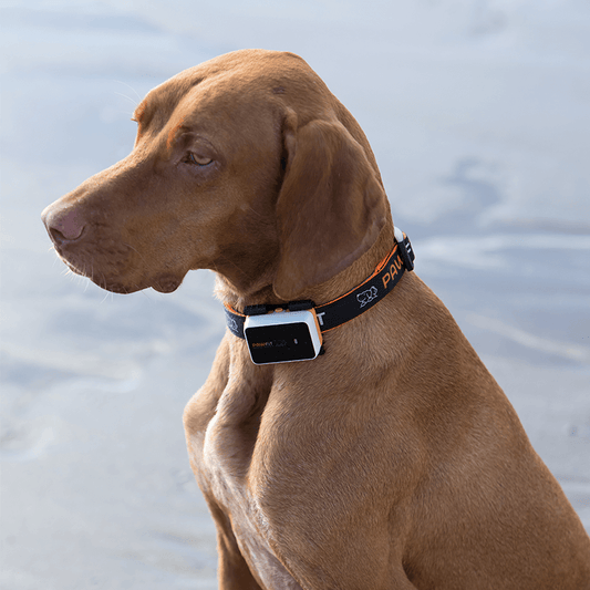 Dog wearing PawFit 3 Tracker collar outdoors – live GPS in action