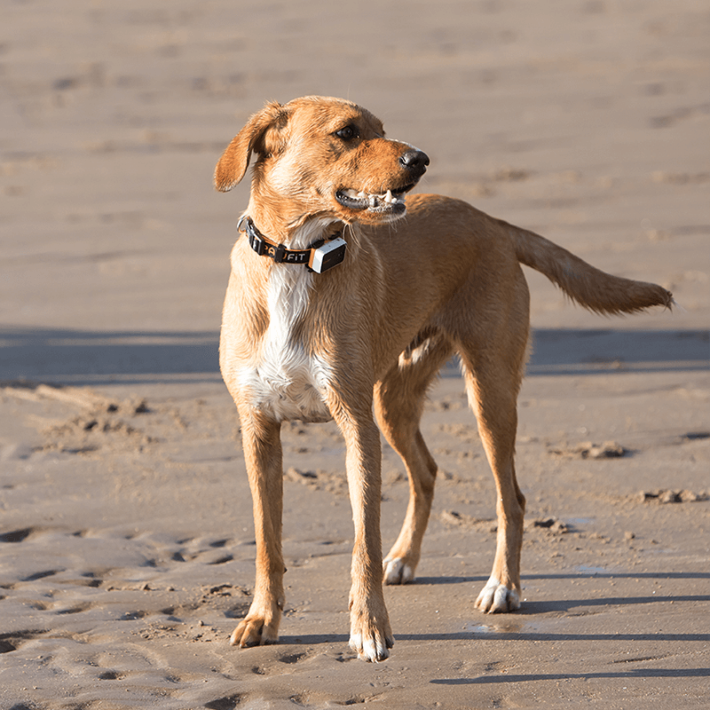 Dog wearing the PawFit 3 Collar on the beach with tracker attached