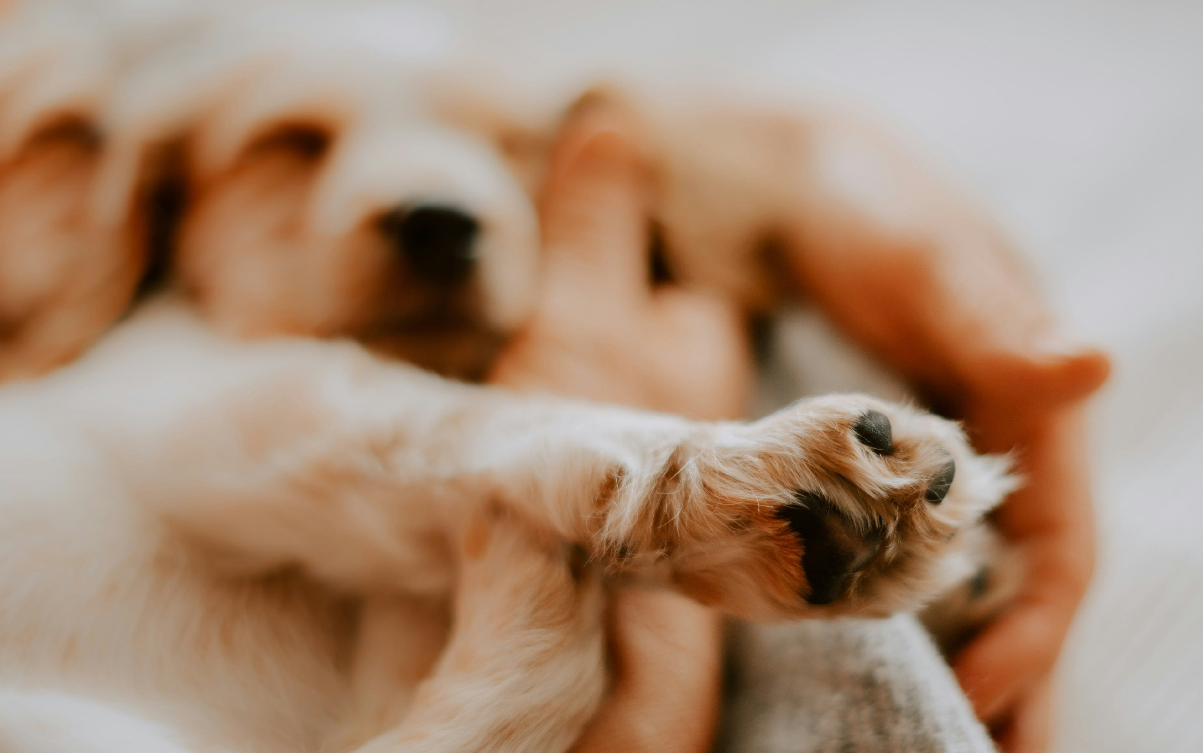 Puppy paw resting gently in owner's hand on soft blanket – Pawz Off premium pet comfort and bonding moment