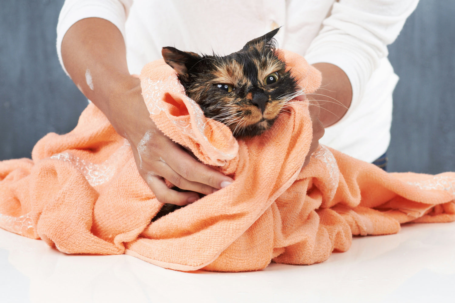 Wet tortoiseshell cat wrapped in orange towel during bath, representing pet grooming and hygiene