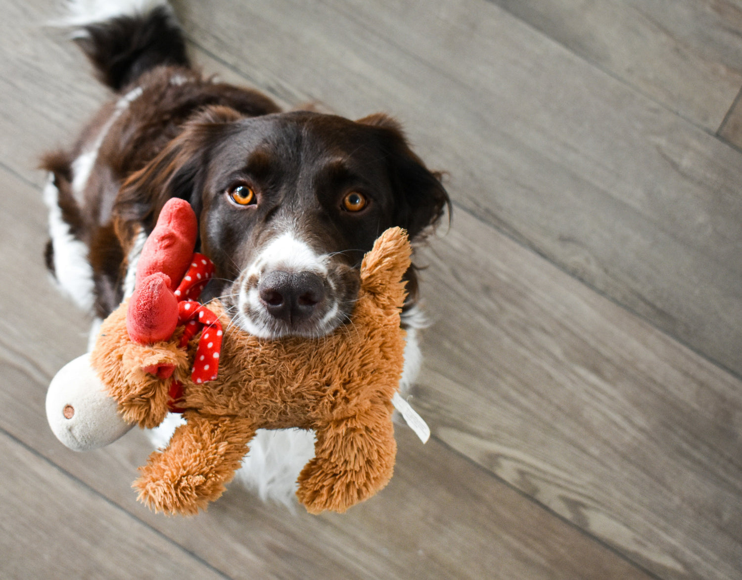 Dog holding a plush toy in mouth on wooden floor — playful image for pet enrichment and toys category
