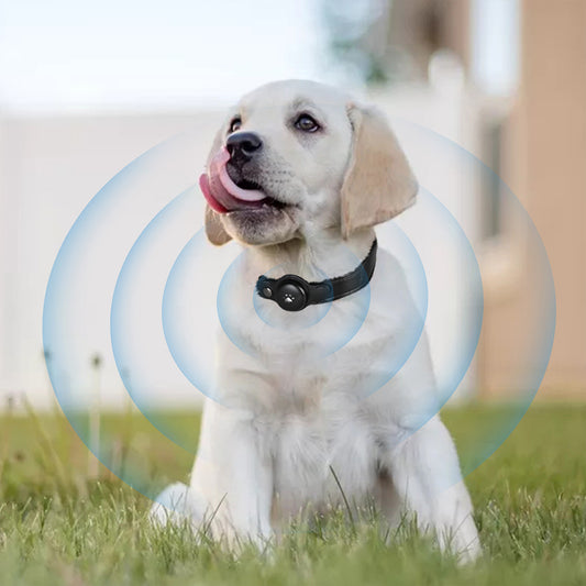 Dog wearing PaWz TrackCollar Bluetooth pet tracker with signal rings shown for real-time location tracking outdoors