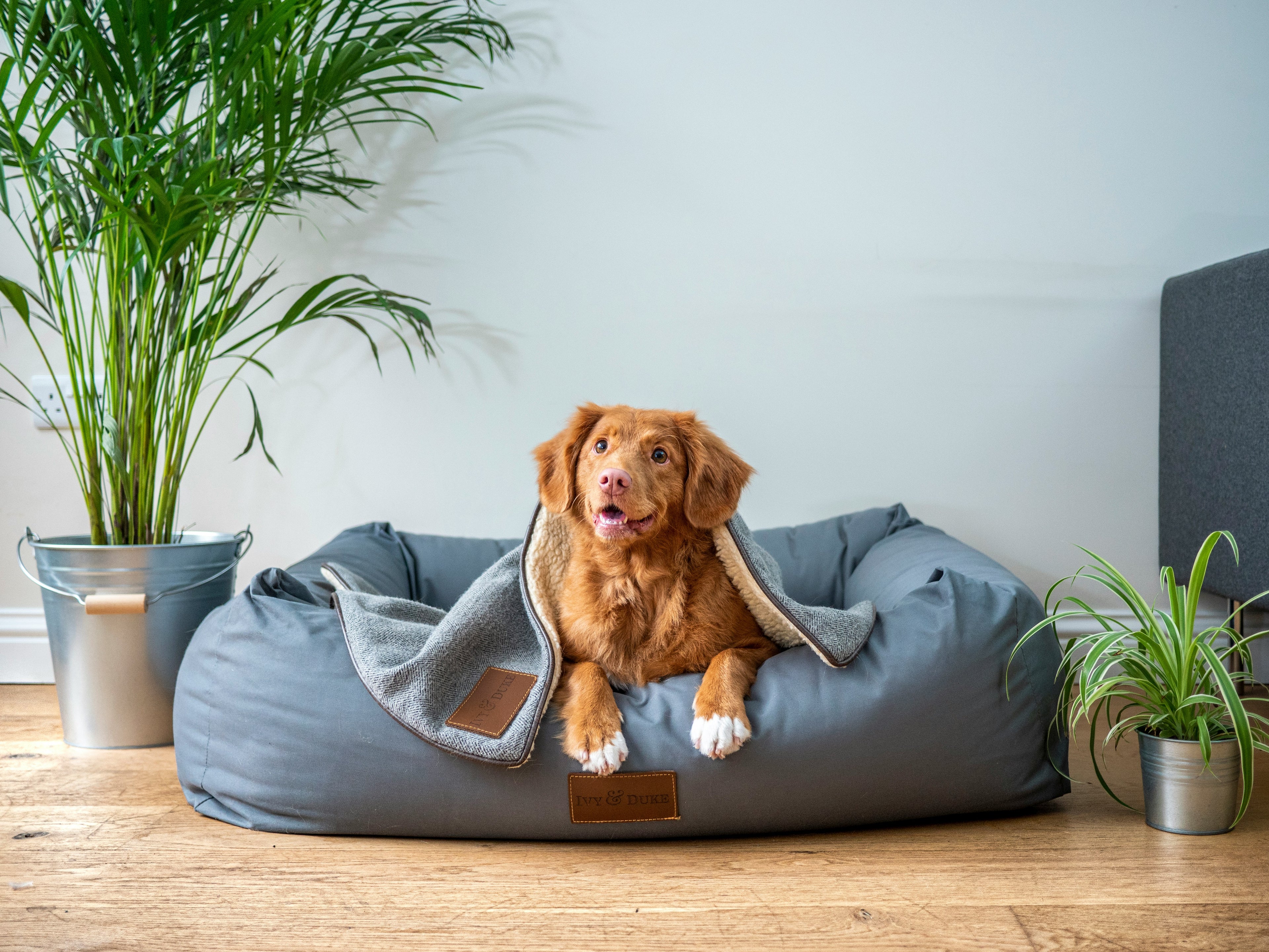 Happy brown dog relaxing on a luxury grey pet bed in a modern Australian home setting